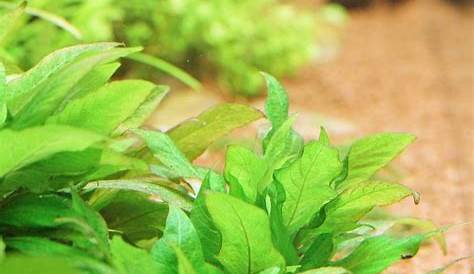 Hygrophila corymbosa 'Kompakt' Flowgrow Aquatic Plant