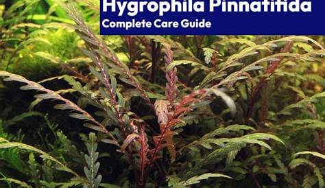 Hygrophila pinnatifida Flowgrow Aquatic Plant Database