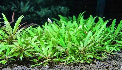 Hygrophila Pinnatifida Free Shipping Live Aquarium Plants