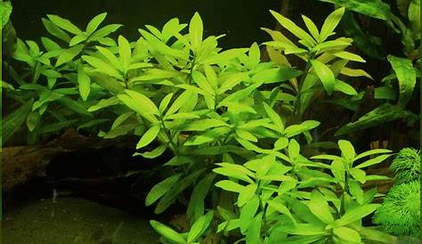 Hygrophila Polysperma Emersed How Long Do You Have To Keep The Plants In A Humid Environment