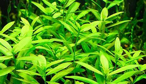 Hygrophila Polysperma Green Aquatic Plants