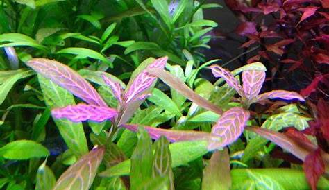 Hygrophila Polysperma Rosanervig Tropica Aquarium Plants