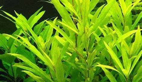 Hygrophila Siamensis 53b Care ' 53B' Tropica Plant Canada Wide