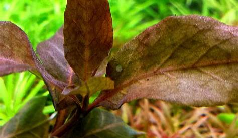 Plantacja roślin wodnych Hygrophila siamensis BROWN RA