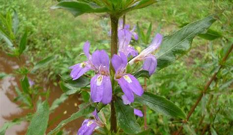 Hygrophila spinosa flower Arnab Flickr