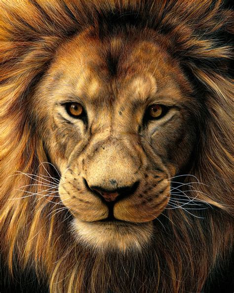 hyper realistic lion drawing