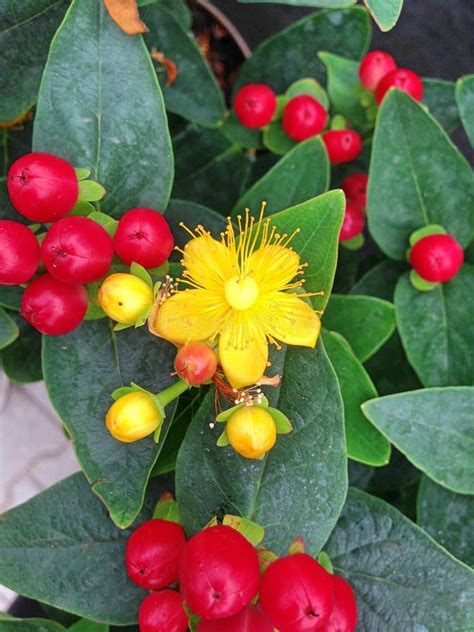 Hypericum Berries Bloom