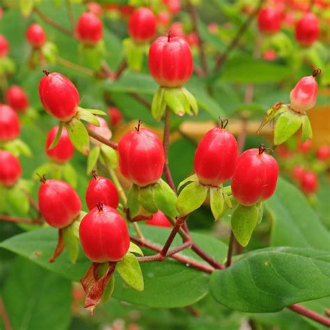 Hypericum Berries Edible