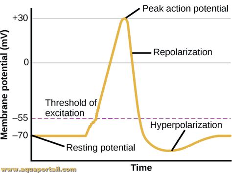 Hyperpolarization