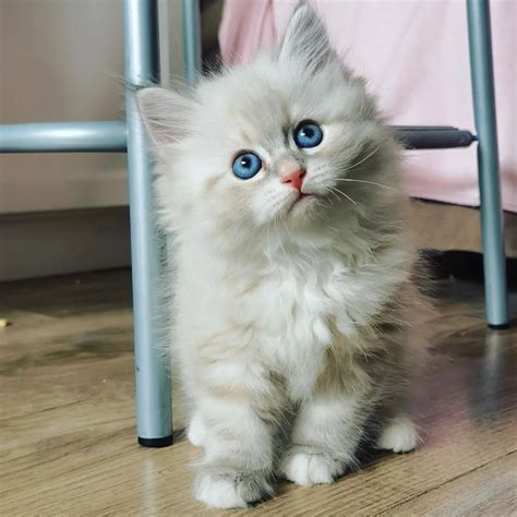 hypoallergenic cats for sale near me cheap