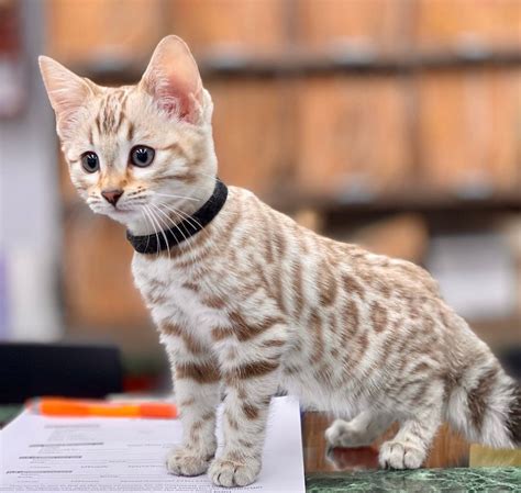 hypoallergenic cats near me breeders