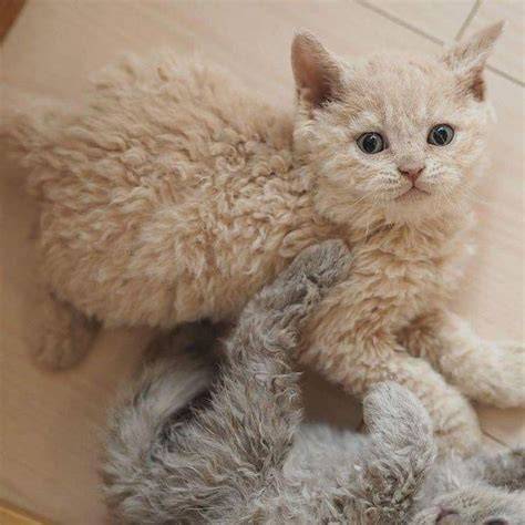 hypoallergenic poodle cat