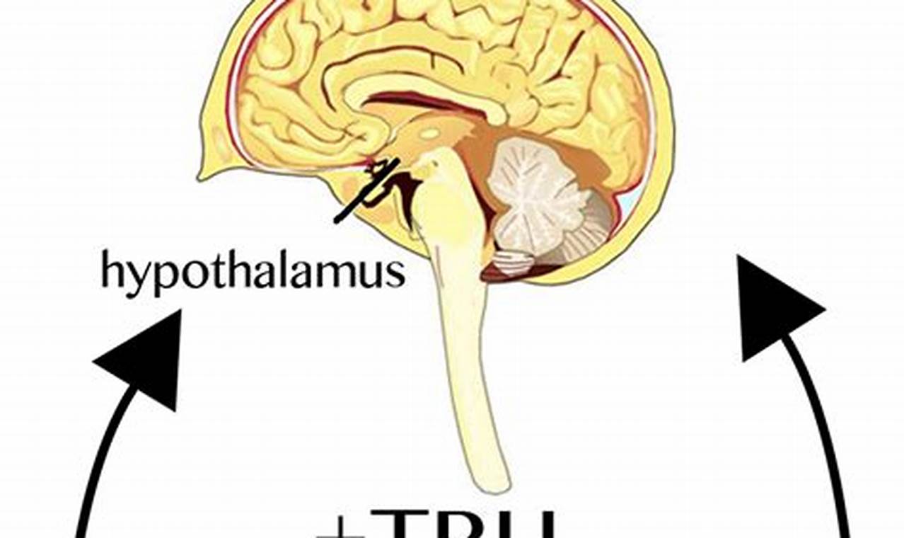 hypothalamic pituitary thyroid axis