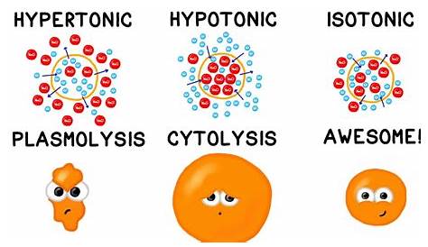 Hypotonic Solution Examples What Is An Example Of A Slidedocnow