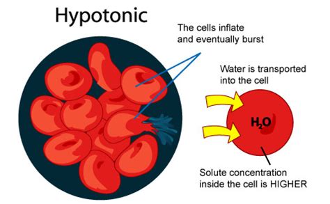 Hypotonic Quizlet