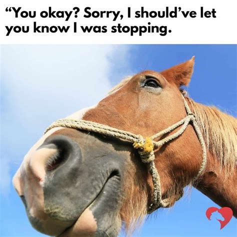 i'm on a horse meme