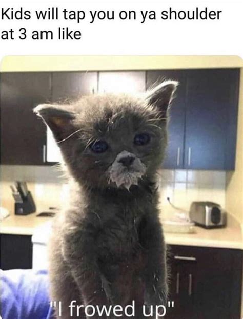 I Frowed Up Meme Cat