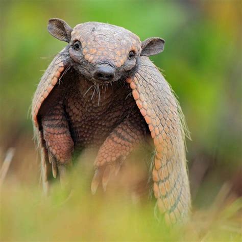 i know about the armadillo