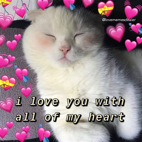 i love you cat meme