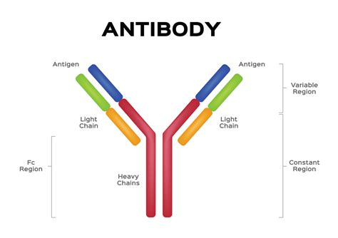 i-a/i-e antibody