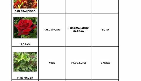 mga halamang ornamental na mababa - philippin news collections