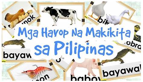 Mga Ibat Ibang Tunog Ng Hayop Sa Pilipinas