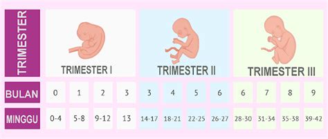 Ibu Hamil Trimester Pertama