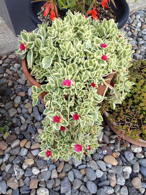 Ice plant) my neighbor has these plants and it is beautiful in bloom