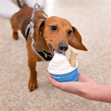 3 Ingredient DIY Dog Ice Cream Life With Mutts Dog ice cream, Dog