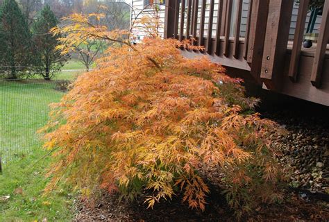 ice dragon japanese maple tree