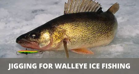 Ice Jigging For Walleye