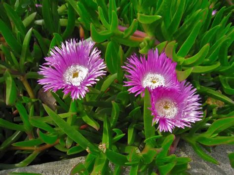 Ice Plant: A Plant Of The Future