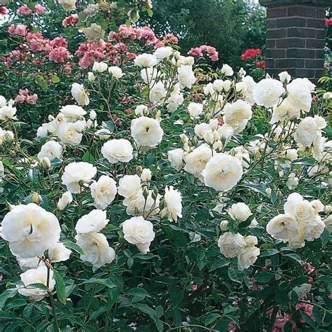 Unveiling the Charm of Iceberg Roses: A Garden Must-Have
