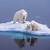 iceland polar bear tour