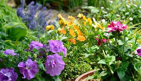Sommerblumen: die schönsten Blumen für Ihren Garten