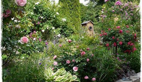 23+ frisch Foto Mein Schöner Garten Rosen : Rosen Und Clematis