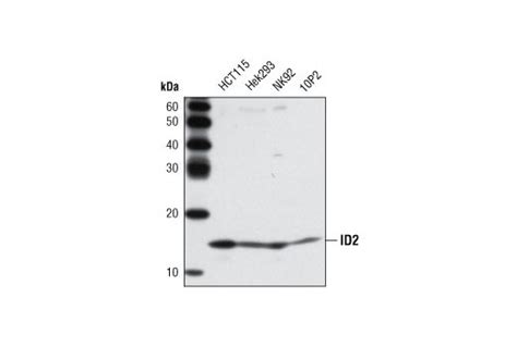 id2 antibody western blot