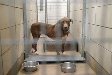 idaho falls animal shelter adoption