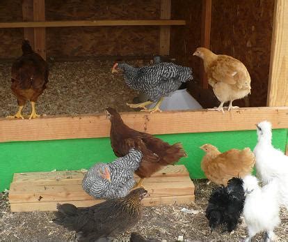 ideal poultry hatchery chicks