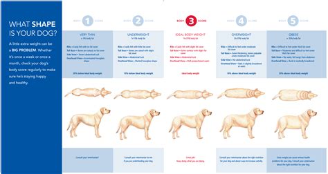 ideal weight calculator dog