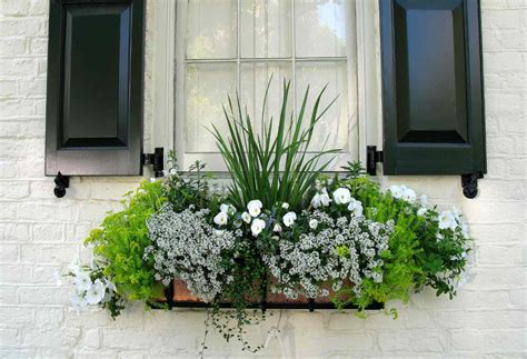 Ideas For A Window Box