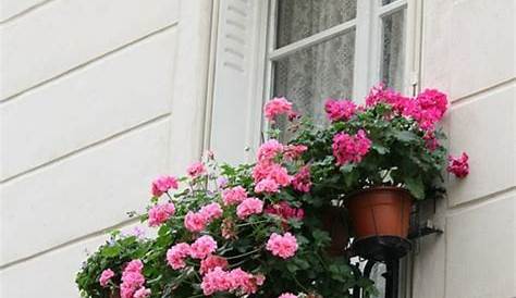 Comment avoir un balcon fleuri? Idées en 50 photos