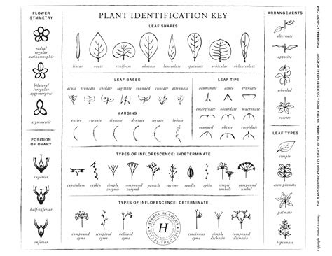 Identification Keys For Plants