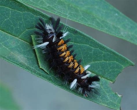 identify caterpillars by image