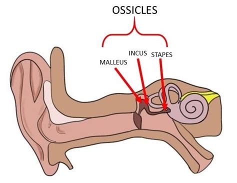 identify the three ossicles