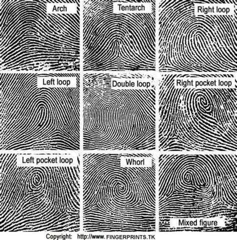 Identifying Fingerprint Patterns Quiz