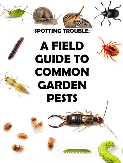 Identifying Garden Pests
