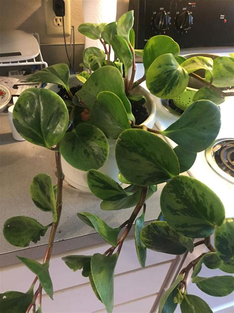 identification What is this thickstemmed houseplant with variegated