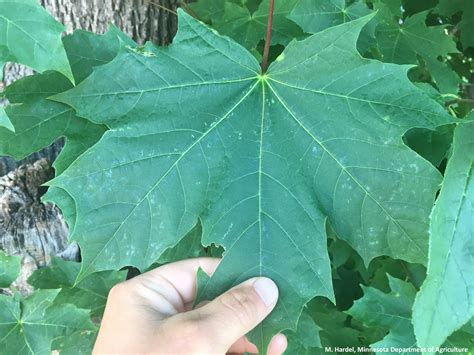 identifying norway maple tree