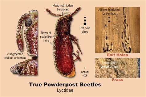 8 Things Identifying Powderpost Beetles: Pest Control Guide